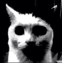 Portada de elgatosinojos2