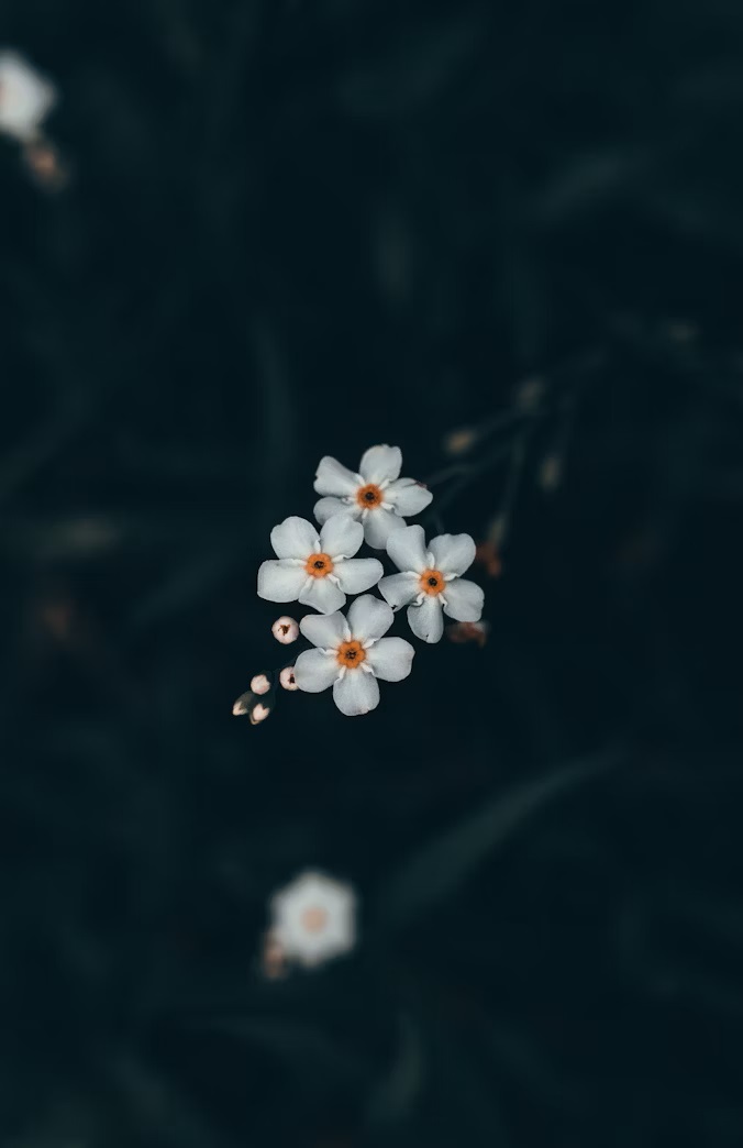 Imagen después de la frase 2